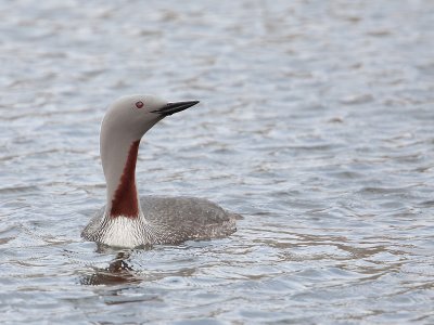 Roodkeelduiker: Red-throated Diver