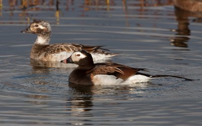 IJseend; Long-tailed Duck