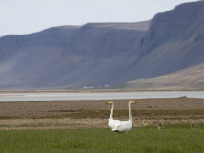 Wilde Zwaan; Whooper Swan