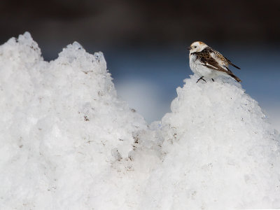 Sneeuwgors; Snow Bunting