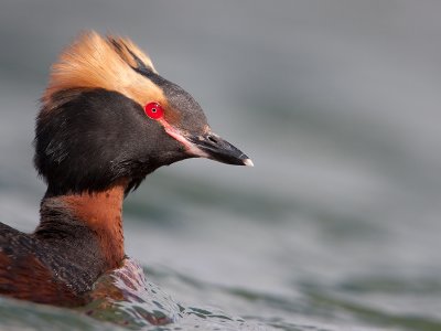 Kuifduiker; Slavonian Grebe