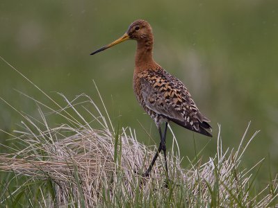 IJslandse Grutto; Icelandic Black-tailed Godwit