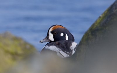 Harlekijneend; Harlequin