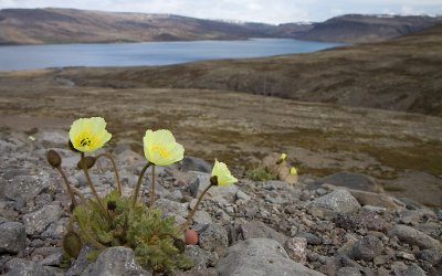 Gele Papaver: Papaver radiatum