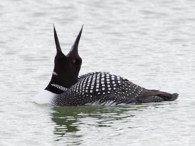 IJsduiker; Great Northern Diver