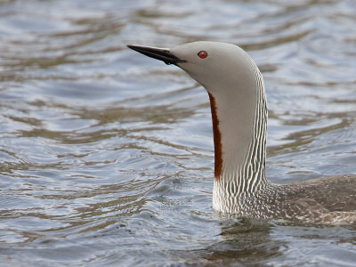 Roodkeelduiker: Red-throated Diver