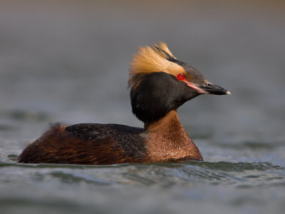 Kuifduiker; Slavonian Grebe