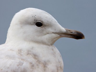 Kleine Burgemeester; Iceland Gull