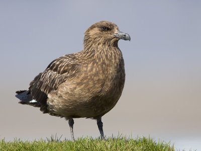 GroteJager; Great Skua