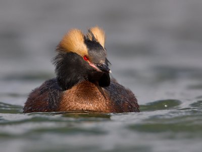 Kuifduiker; Slavonian Grebe