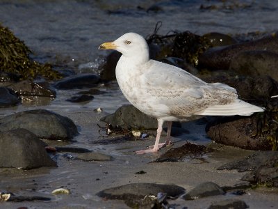 Grote Burgemeester; Glaucous Gull