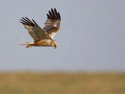 Bruine Kiekendief; Marsh Harrier