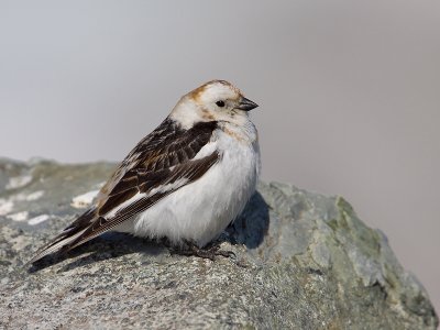 Sneeuwgors; Snow Bunting