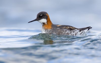 GrauweFranjepoot;  Red-necked Phalarope