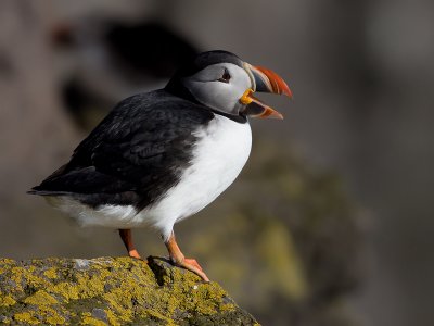 Papegaaiduiker: Puffin