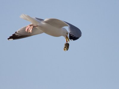 Zilvermeeuw; Herring Gull