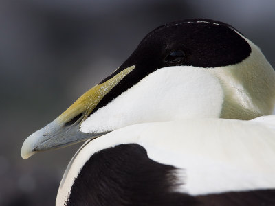 Eider; Eider