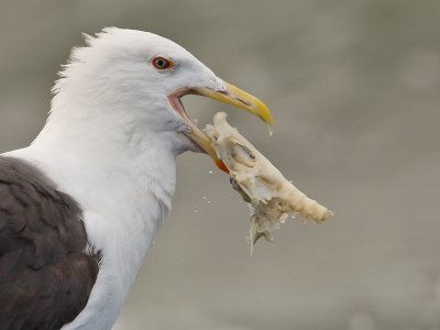 Grote Mantelmeeuw; Great Black-backed Gull