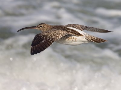 Regenwulp; Whimbrel