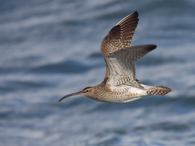 Regenwulp; Whimbrel