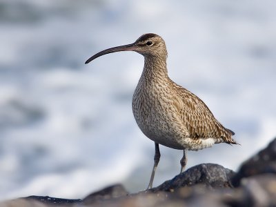 Regenwulp; Whimbrel