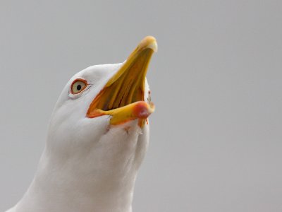 Kleine Mantelmeeuw; Lesser Black-backed Gull