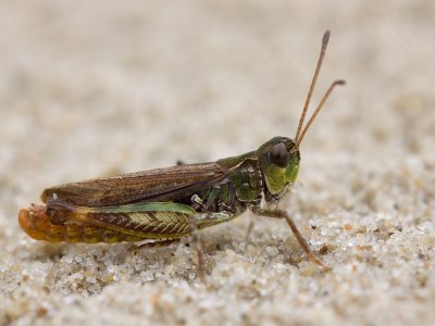 Zoemertje; stripe-winged grasshopper