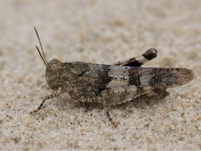 Blauwvleugelsprinkhaan; Blue-winged grasshopper