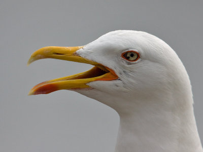 Kleine Mantelmeeuw; Lesser Black-backed Gull