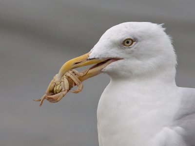 Grote Stern; Sandwich Tern