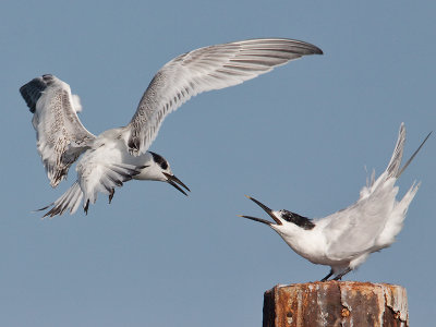 Grote Stern; Sandwich Tern