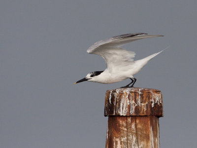 Grote Stern; Sandwich Tern