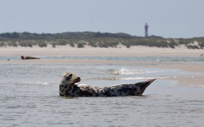 Grijze Zeehond; Grey seal