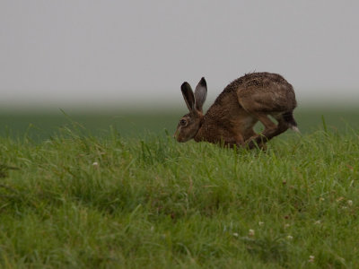 Haas; Hare