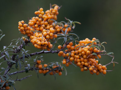 Duindoorn; Sea/buckthorn