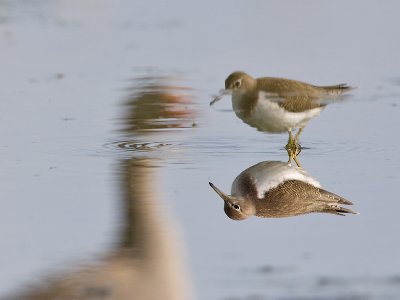 Oeverloper; Common Sandpiper