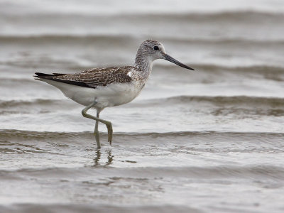 Groenpoot; Greenshank