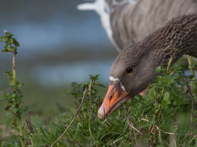 Grauwe Gans; Greylag Goose
