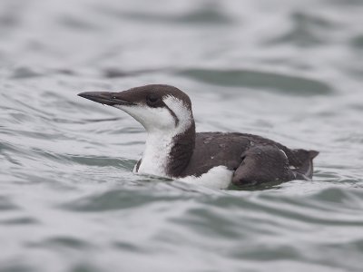 Zeekoet; Guillemot