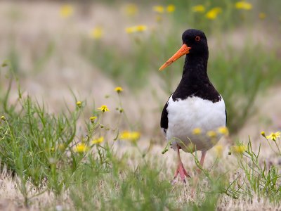 Scholekster; Oystercatcher