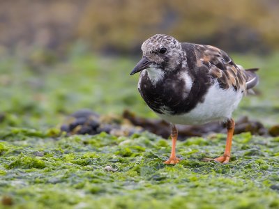 Steenloper; Turnstone