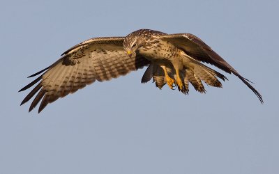 Buizerd; Buzzard