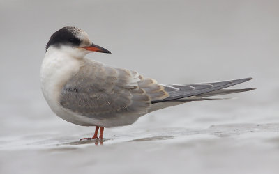 NoordseStern; Arctic Tern