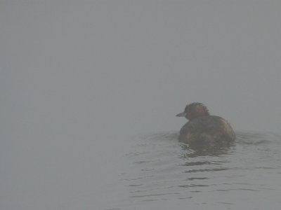 Dodaars; Little Grebe in the mist