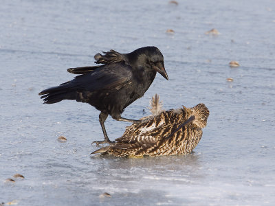 ZwarteKraai; Carrion Crow
