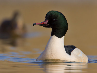 Grote Zaagbek; Goosander