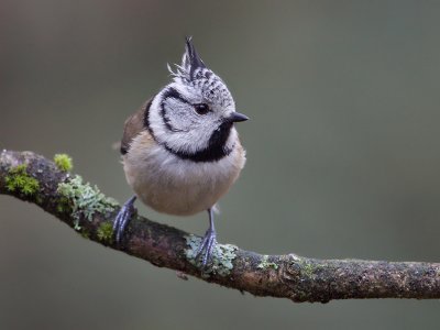 Kuifmees; Crested Tit