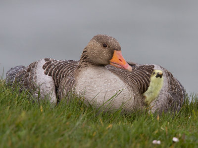 Grauwe Gans; Greylag Goose