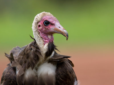 Kapgier; Hooded Vulture