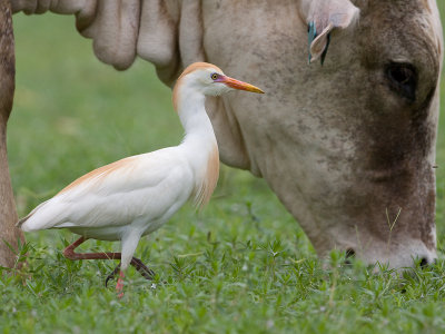 Koereiger; Cattle Egret